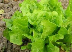 防控病蟲害不一定非得噴灑農(nóng)藥，還可以？