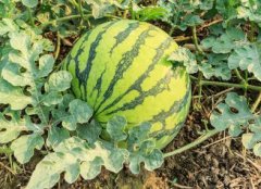 高性價(jià)比農(nóng)藥殘留速測儀，貴在哪里？